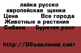 лайка русско-европейская (щенки) › Цена ­ 5 000 - Все города Животные и растения » Собаки   . Бурятия респ.